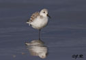 Calidris alba